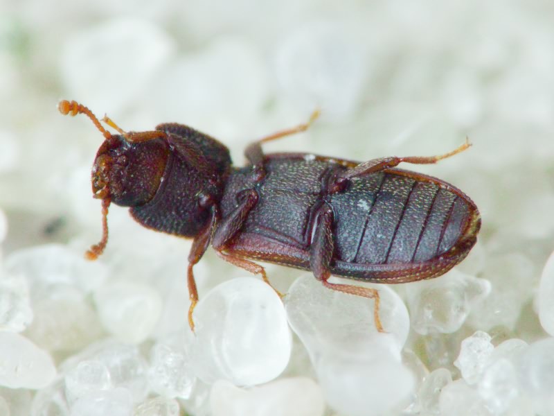 Bitoma crenata (Fabricius, 1775)